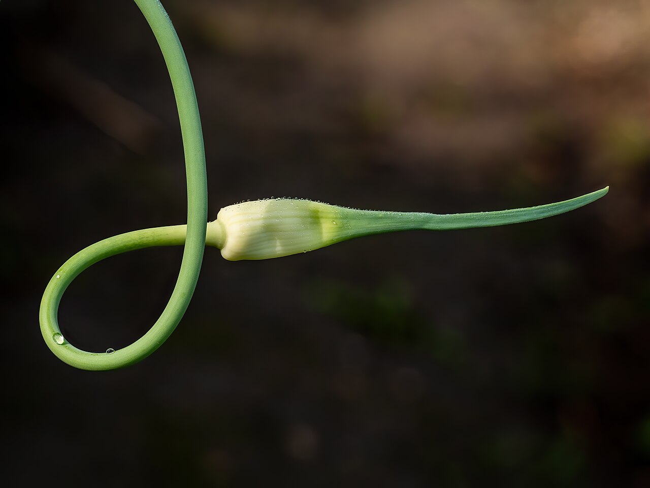 Ail (Allium sativum)