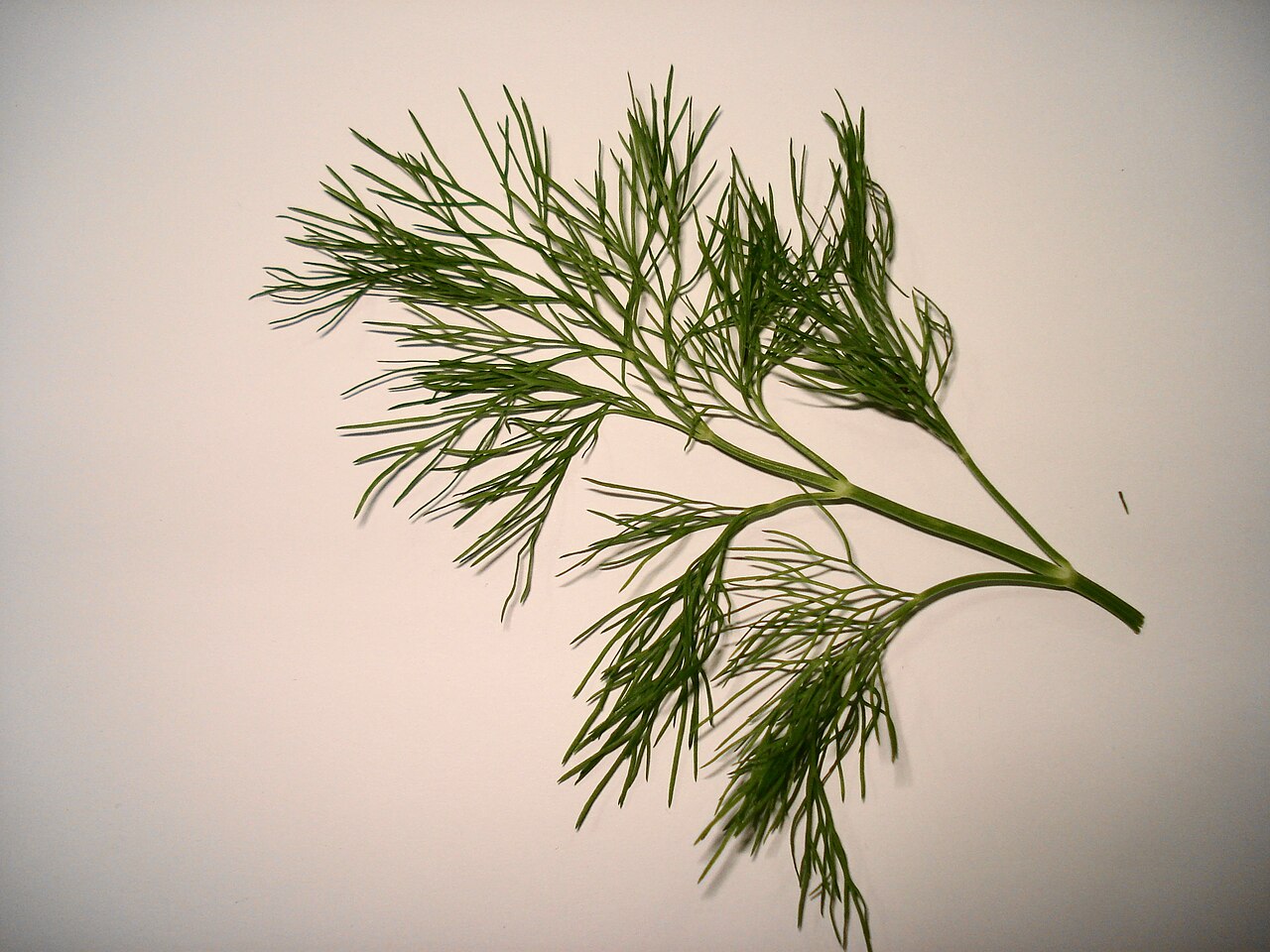 Aneth (Anethum graveolens)