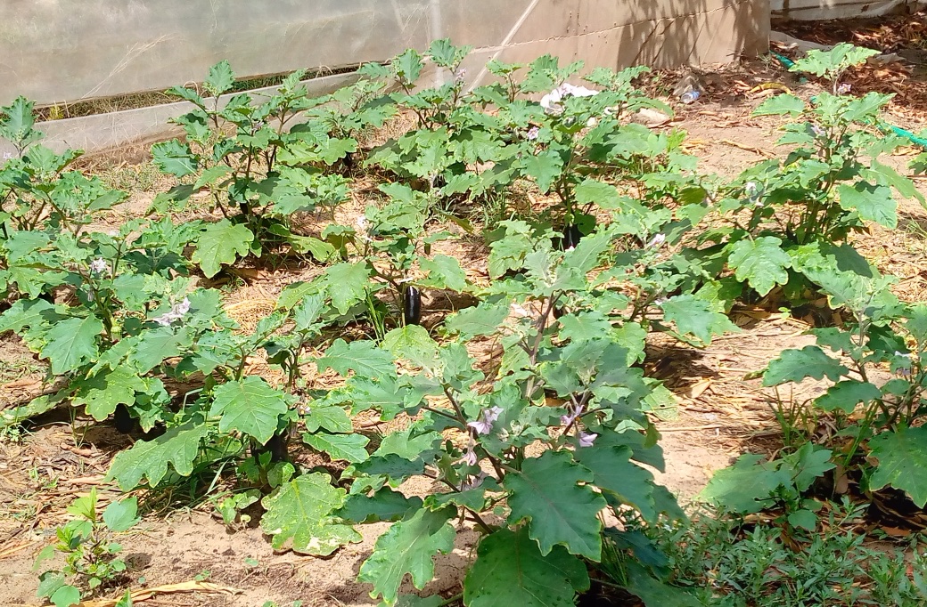 Aubergine (Solanum melongena)