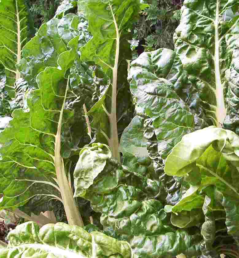 Bette (blette) (Beta vulgaris var. cicla)
