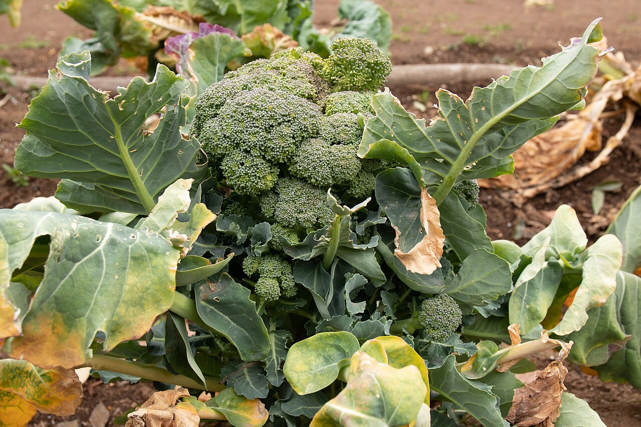 Brocoli (Brassica oleracea var. italica)