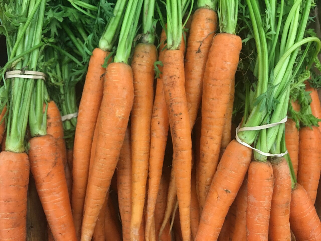 Carotte (Daucus carota)