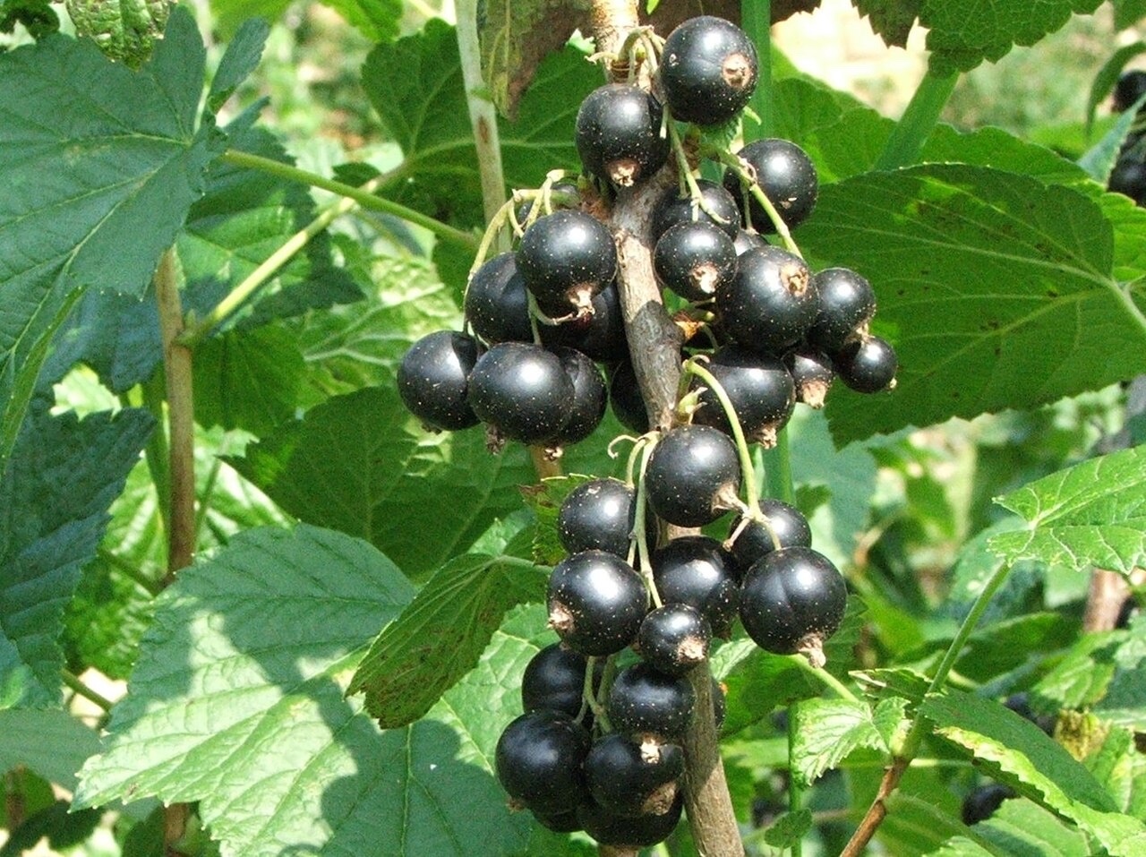 Cassis (Ribes nigrum)