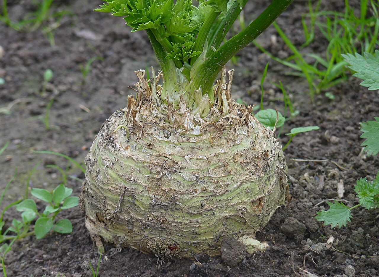 Céleri-rave (Apium graveolens var. rapaceum)