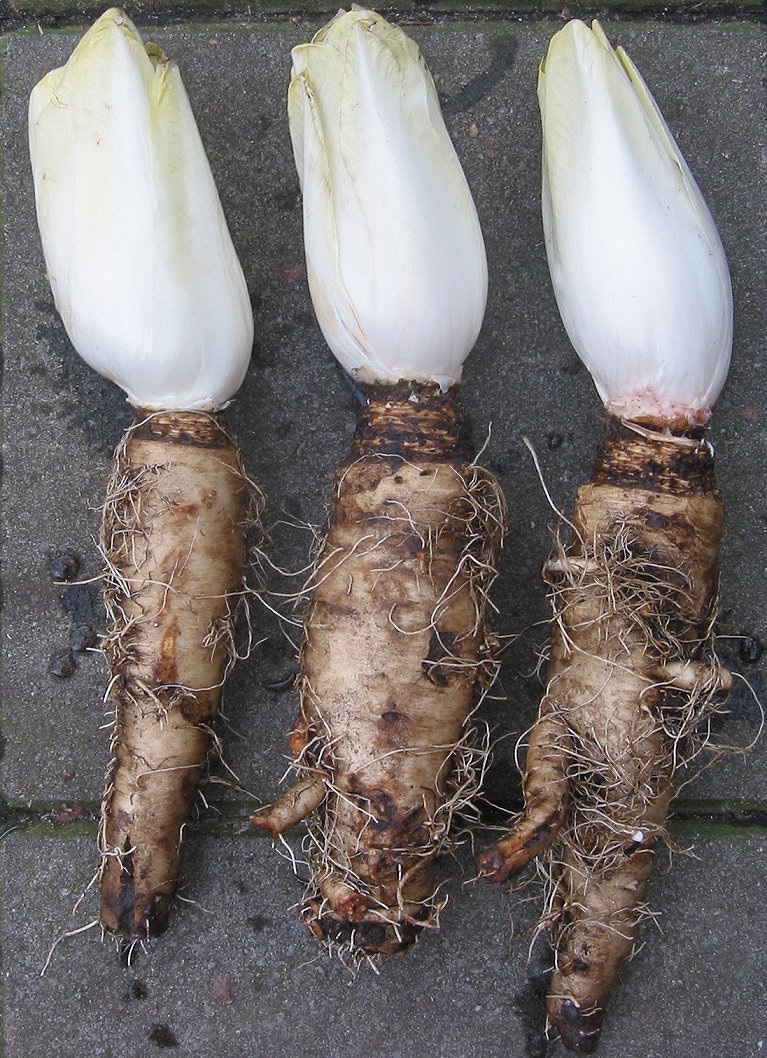 Chicon (Cichorium intybus var. foliosum)