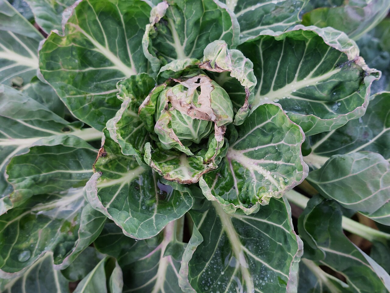 Spruitjes (Brassica oleracea var. gemmifera)