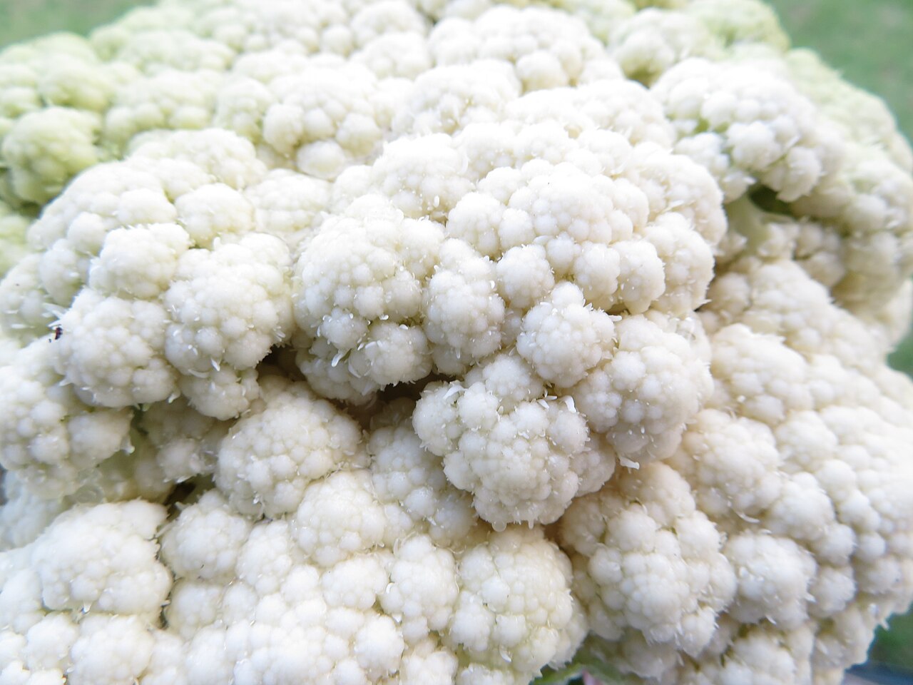 Chou-fleur (Brassica oleracea var. botrytis)