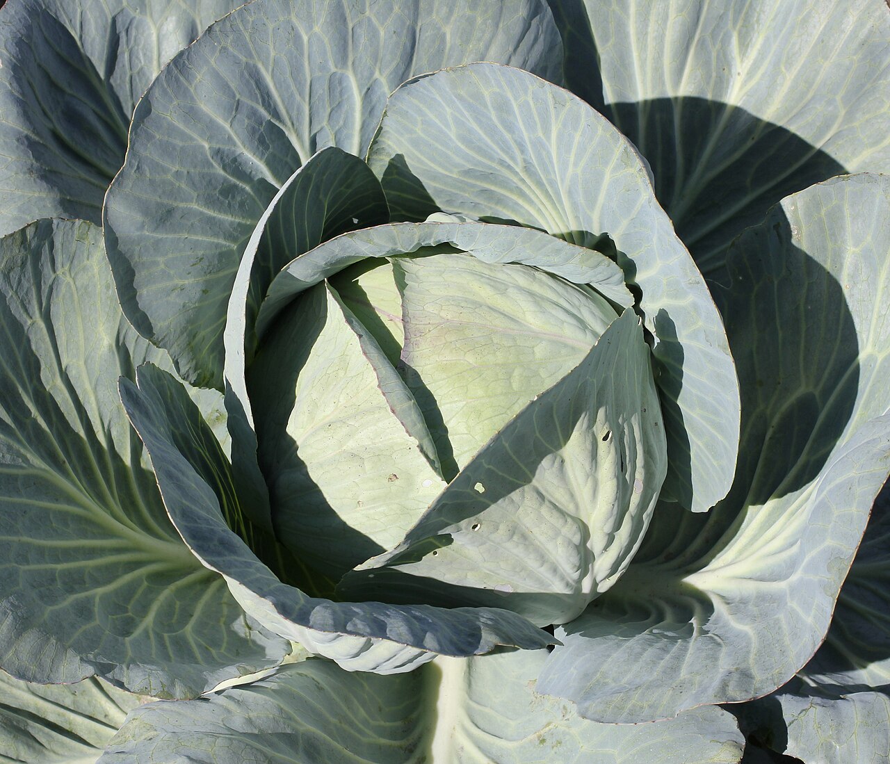 Kool (Brassica oleracea var. capitata)