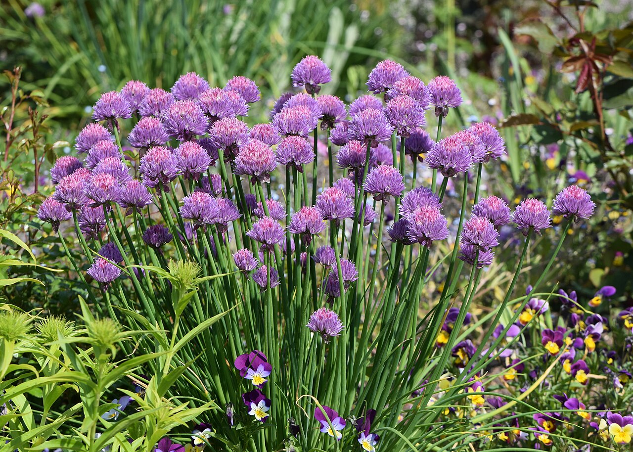 Ciboulette (Allium schoenoprasum)