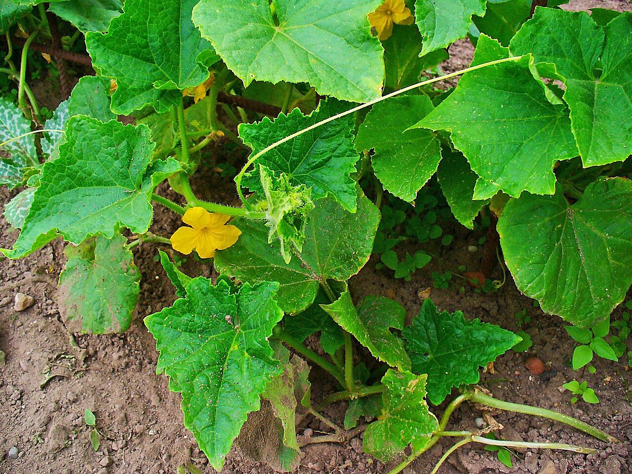 Concombre (Cucumis sativus)