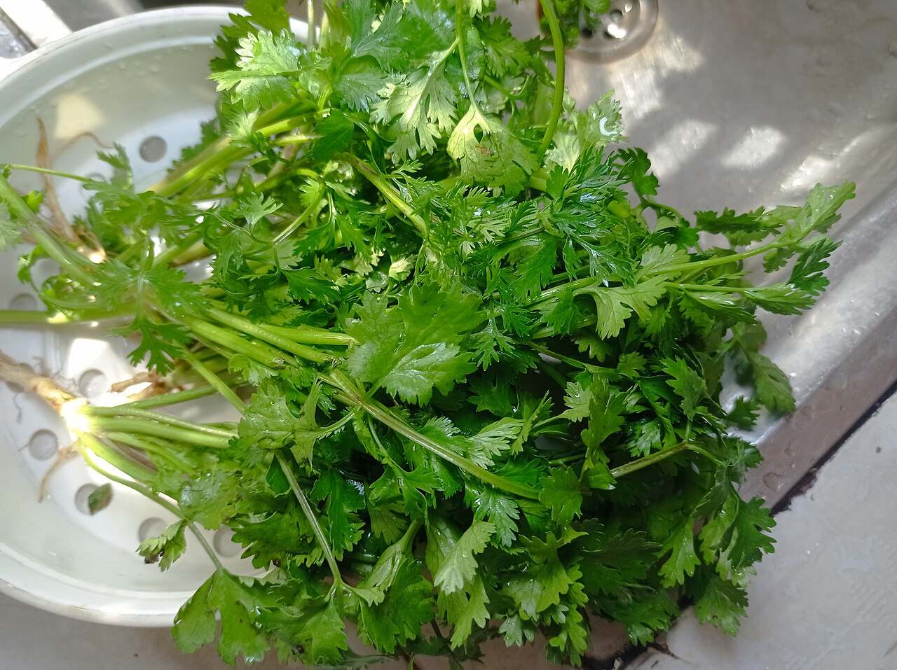 Coriandre (Coriandrum sativum)