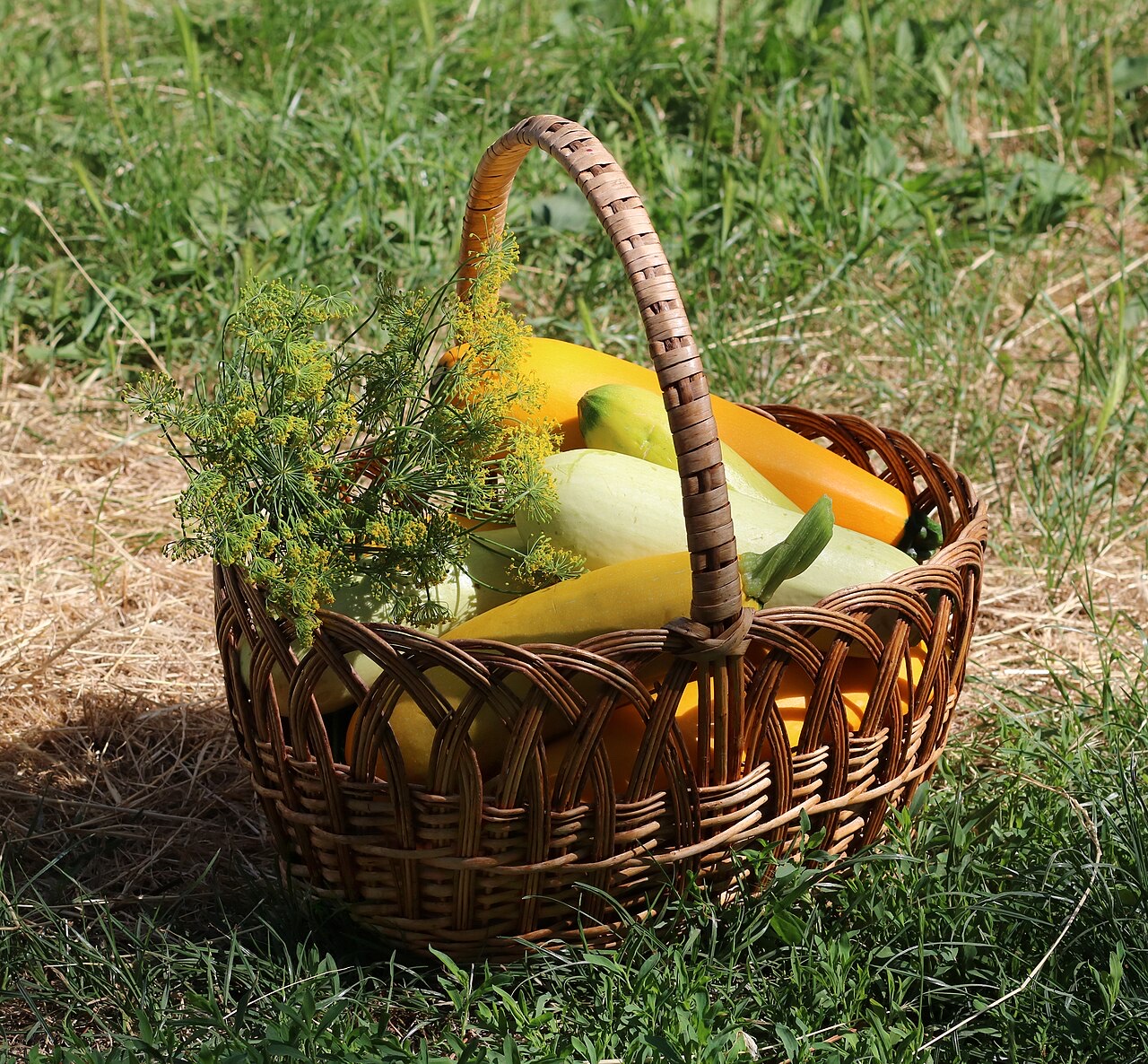 Courgette (Cucurbita pepo)