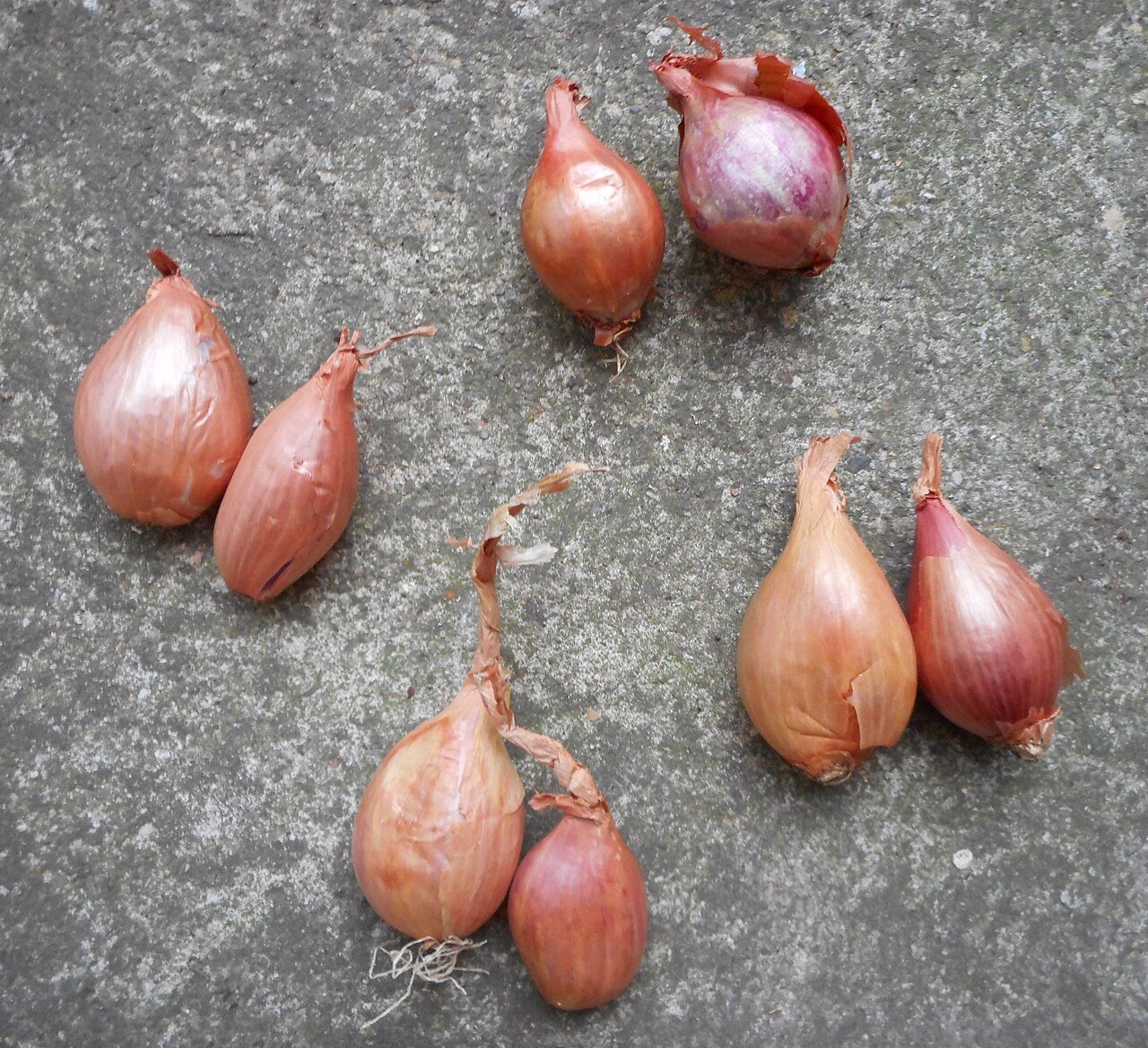 Échalote (Allium cepa var. aggregatum)