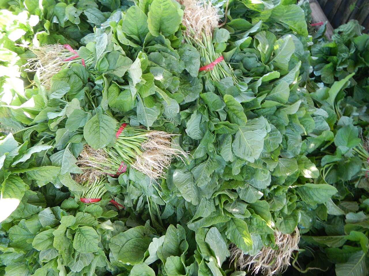 Épinard (Spinacia oleracea)