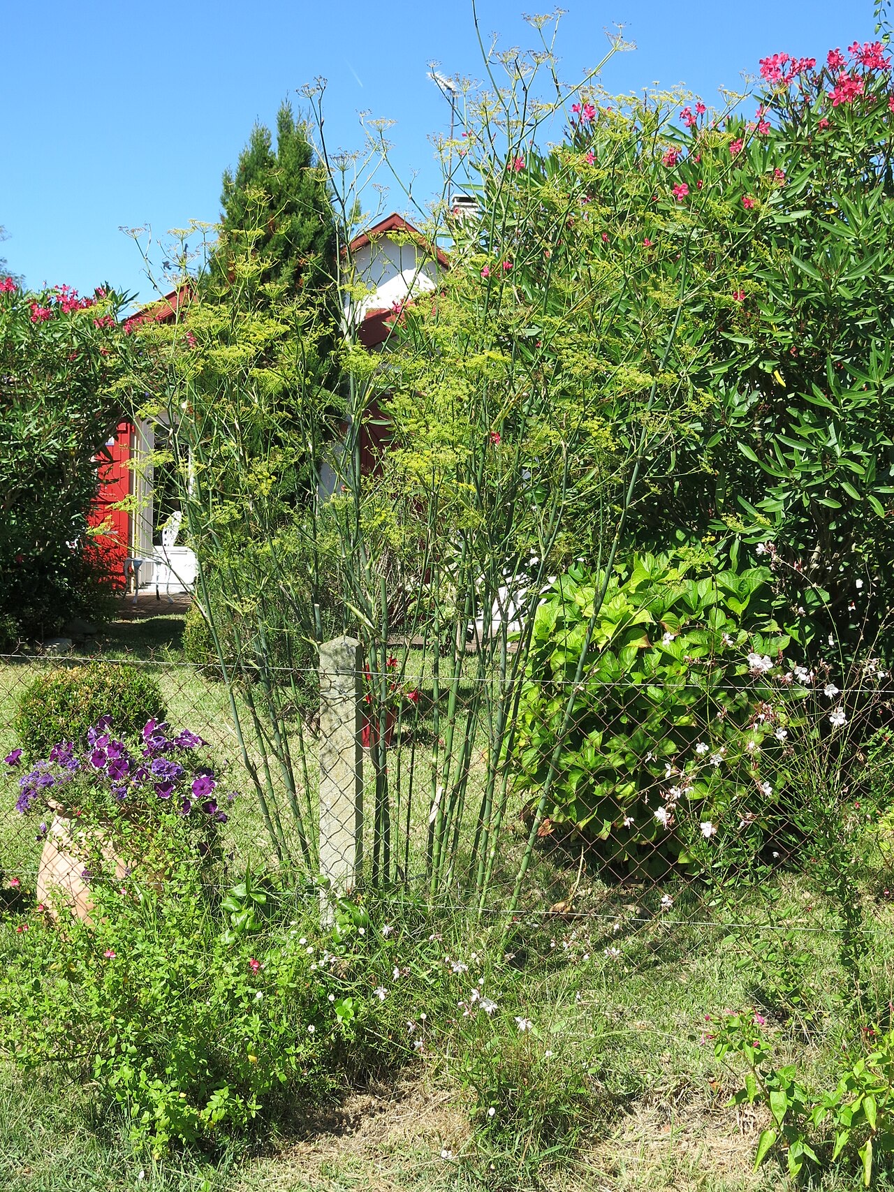 Fenouil (Foeniculum vulgare var. azoricum)