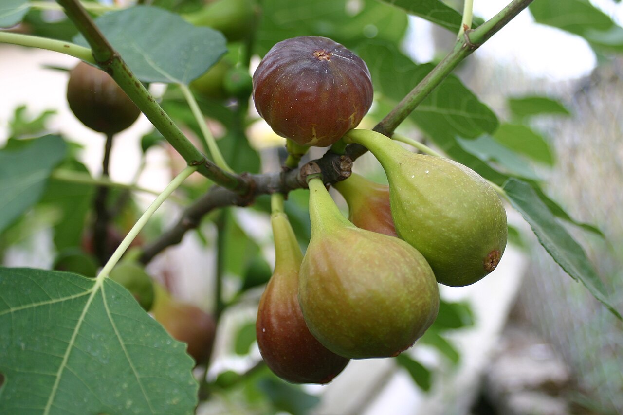 Figue (Ficus carica)