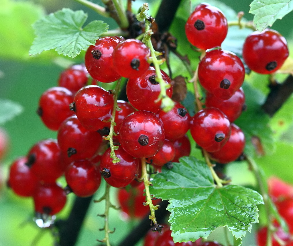Groseille (Ribes rubrum)