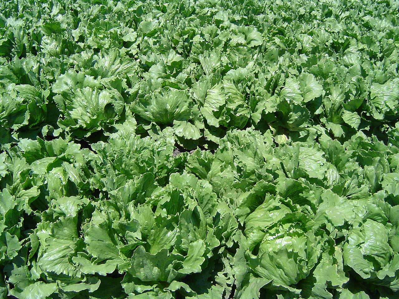 Laitue (Lactuca sativa)