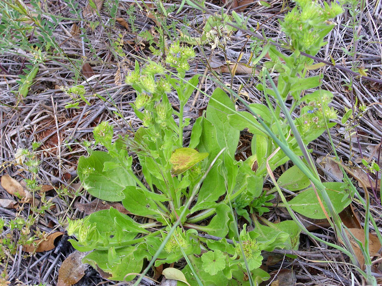 Mâche (salade de blé) (Valerianella locusta)