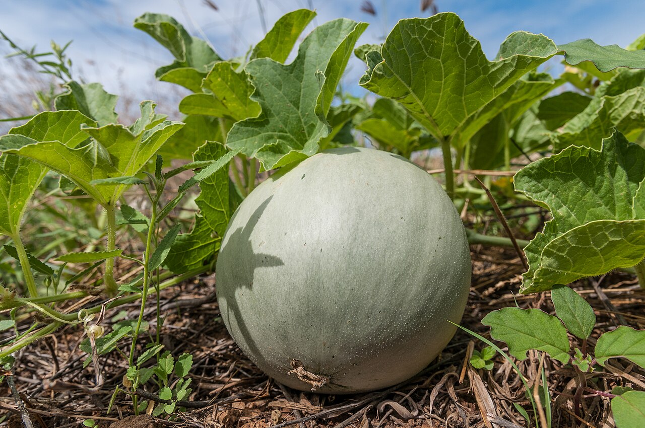 Melon (Cucumis melo)