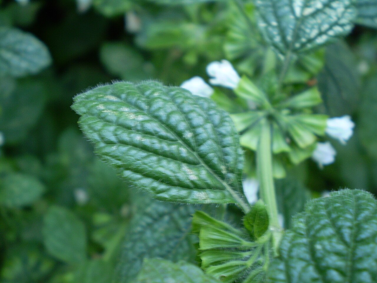 Menthe (Mentha spicata, Mentha × piperita)