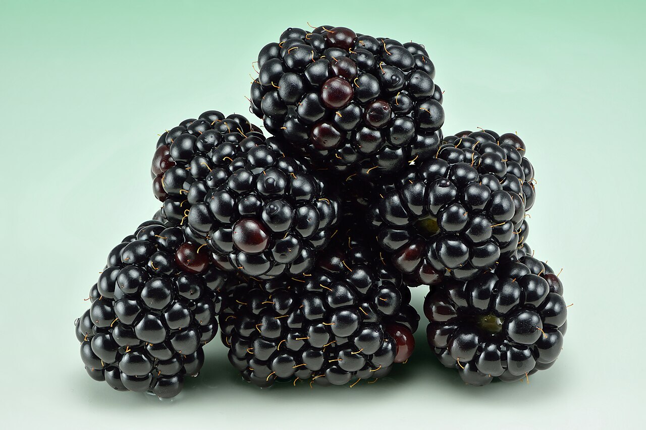Mûre (Rubus fruticosus)
