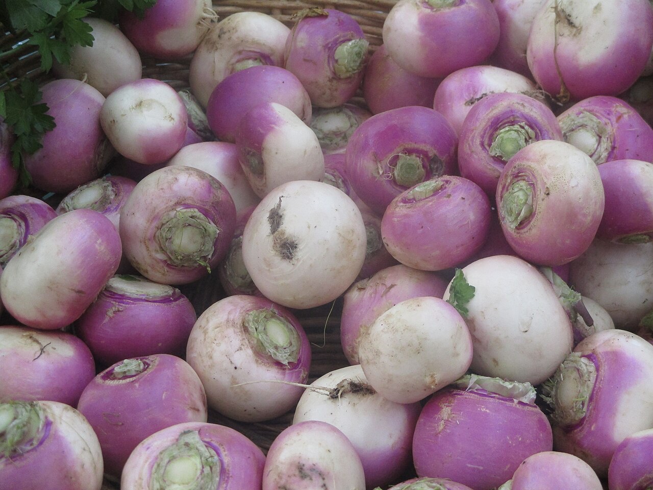 Navet (Brassica rapa subsp. rapa)