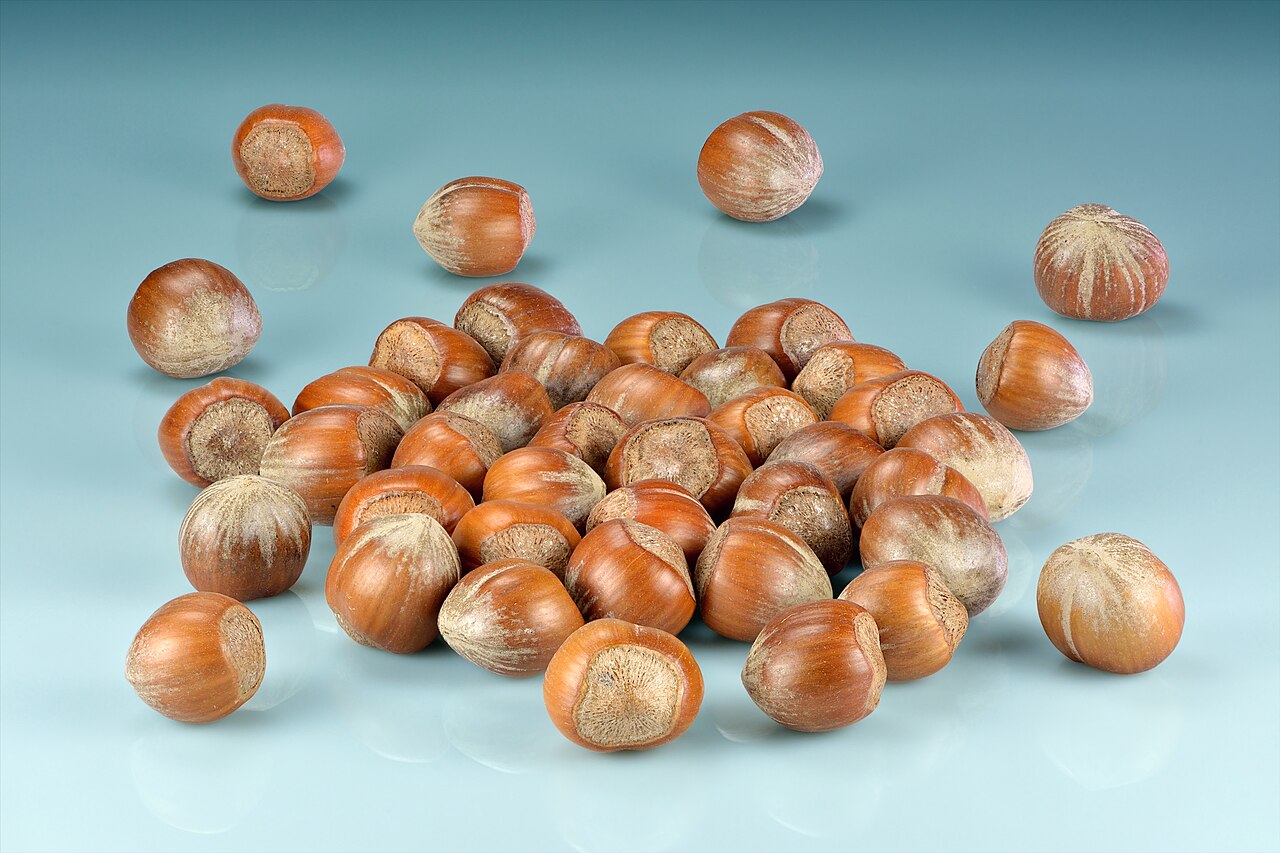 Noisette (Corylus avellana)