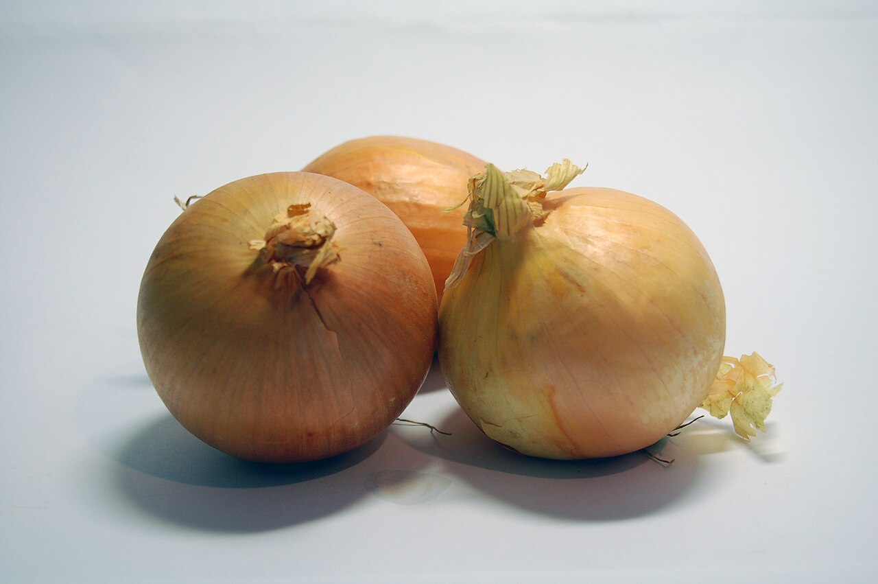 Oignon (Allium cepa)