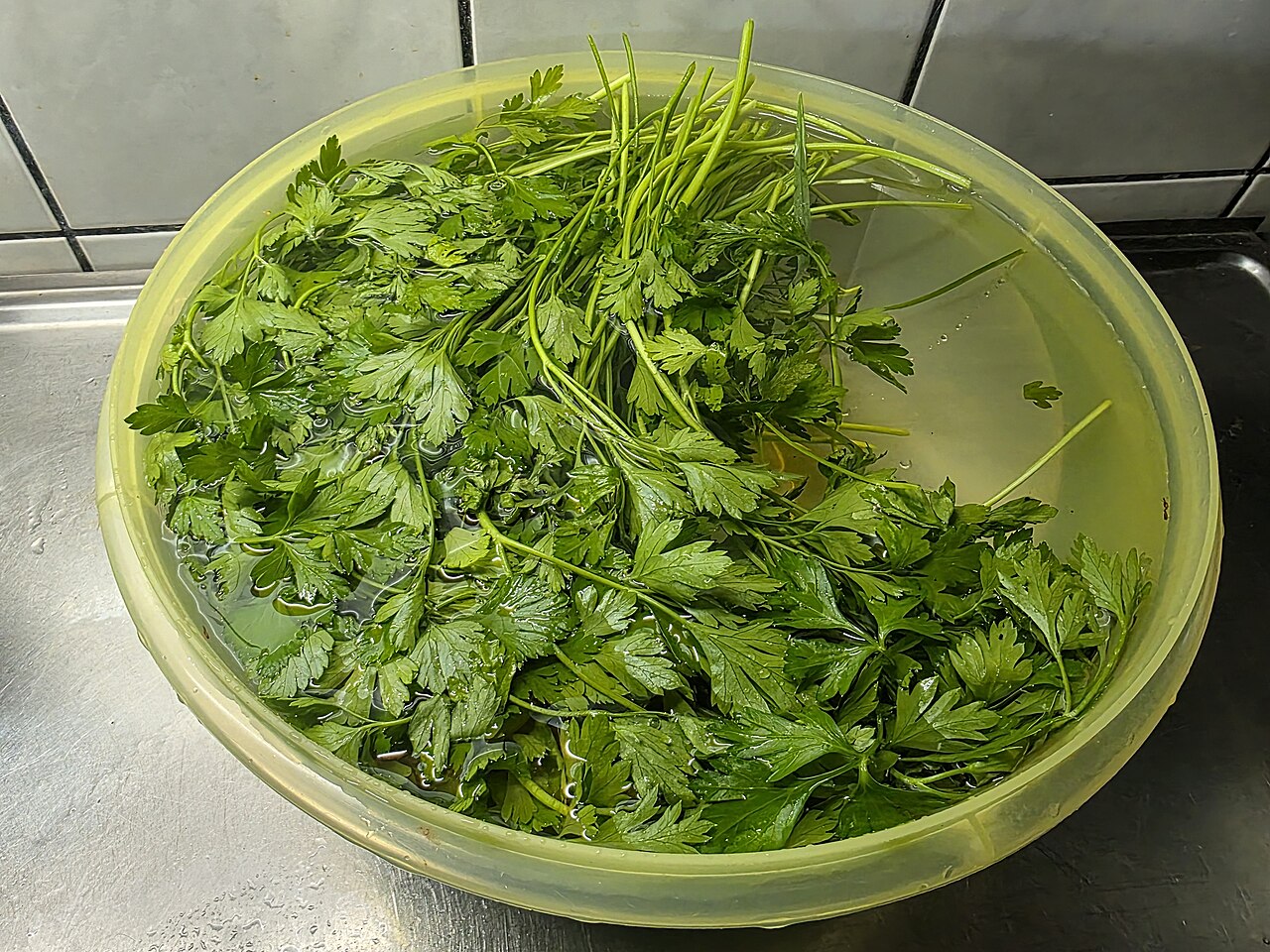 Persil (Petroselinum crispum)
