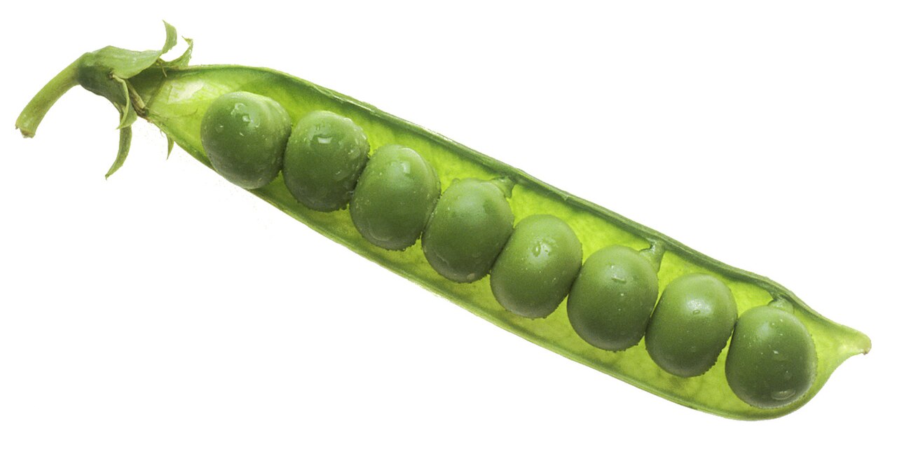 Erwt (Pisum sativum)