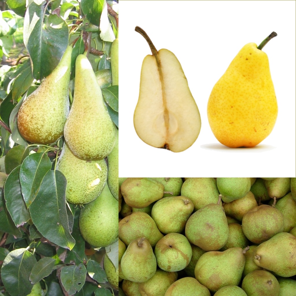 Peer (Pyrus communis)