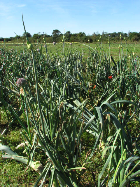 Poireau (Allium porrum)
