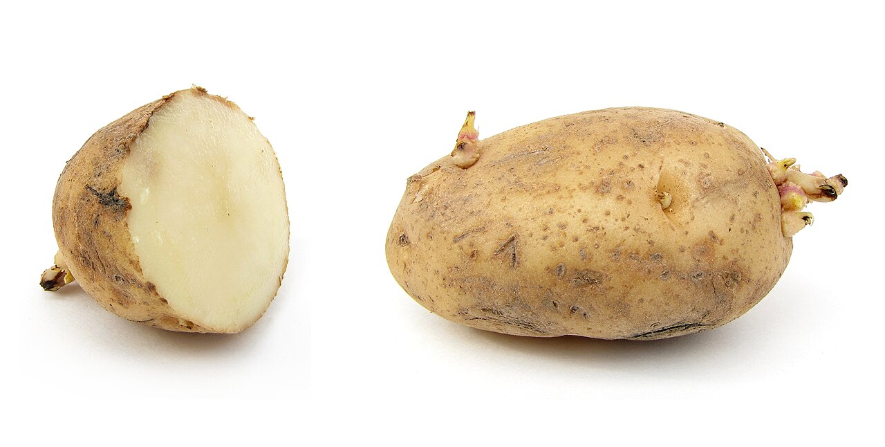 Pomme de terre (Solanum tuberosum)