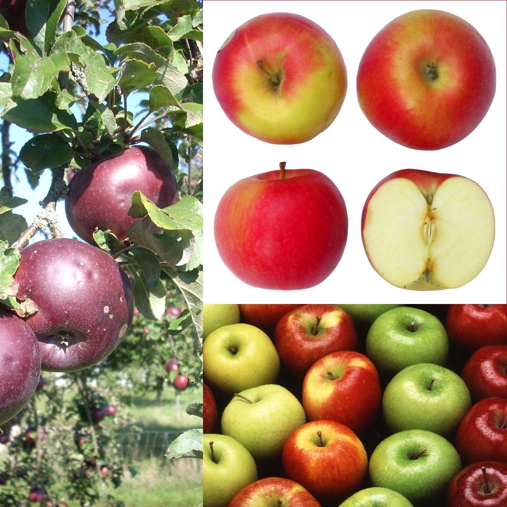 Appel (Malus domestica)
