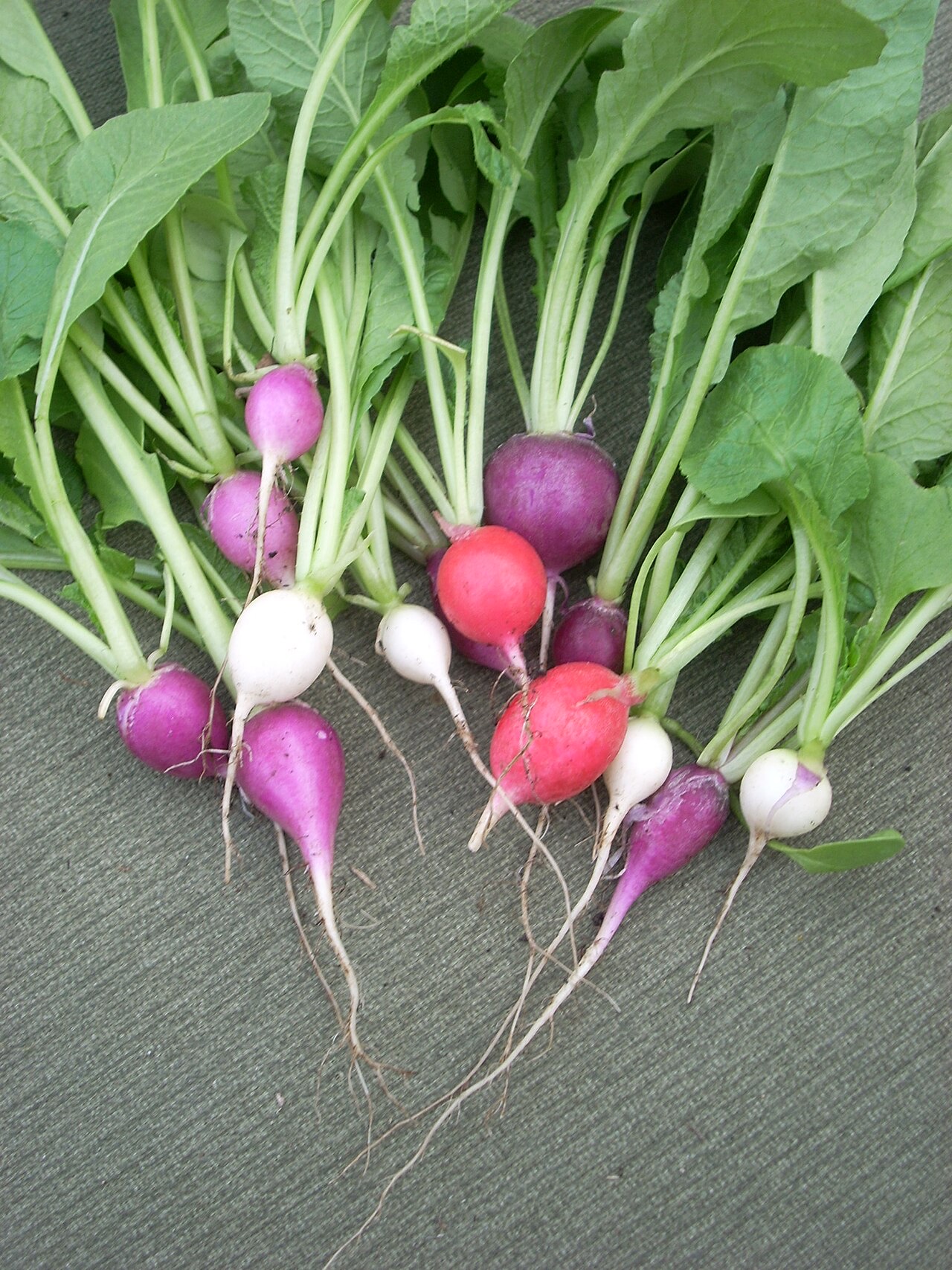 Radis (Raphanus sativus)
