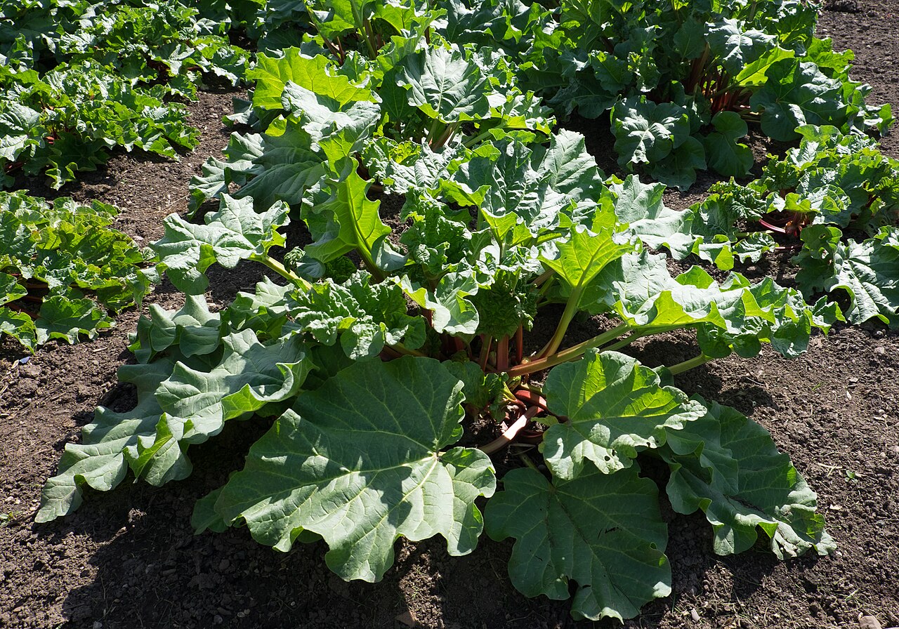 Rhubarbe (Rheum rhabarbarum)
