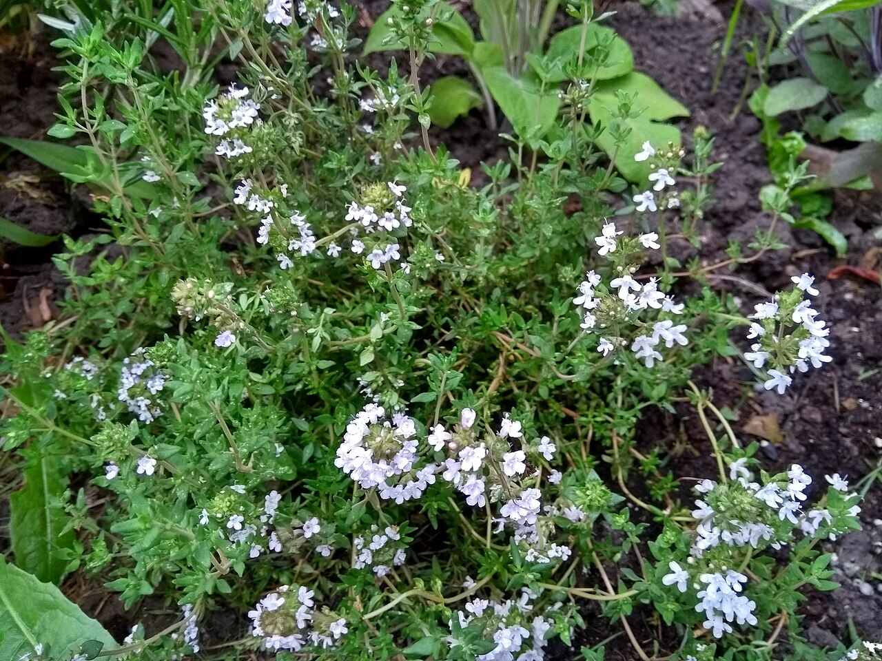 Thym (Thymus vulgaris)